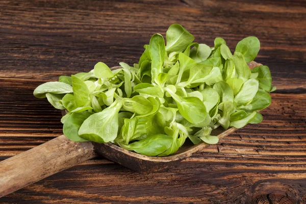 Frischer grüner Feldsalat. — Stockfoto