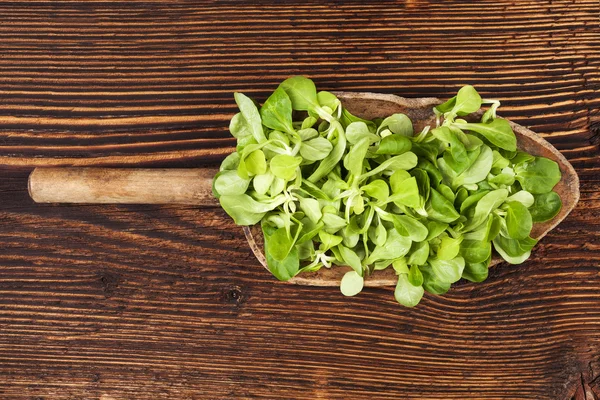 Salada de campo verde fresca . — Fotografia de Stock