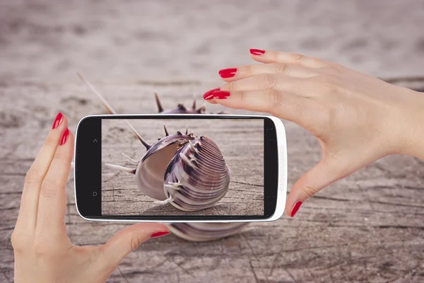 Big beautiful seashell snapshot on smartphone screen — Stock fotografie