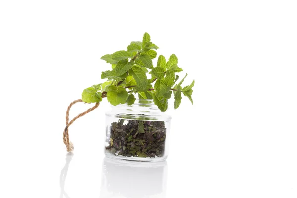 Mint, culinary aromatic herbs. — 图库照片