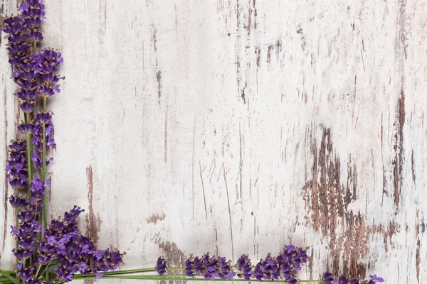 Lavender background. — Stock Photo, Image