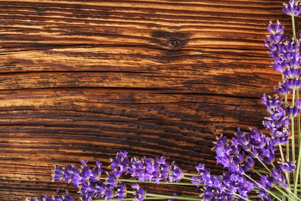 Fundo de lavanda. — Fotografia de Stock