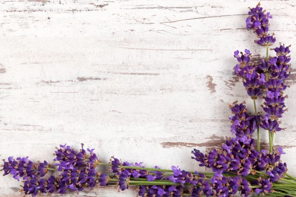 Lavender background. — Stock Photo, Image