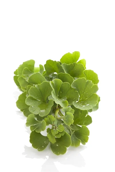 Ginkgo biloba isolado . — Fotografia de Stock