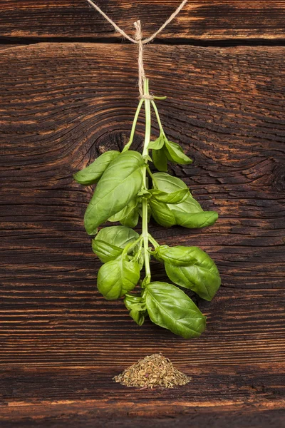 Basil. — Stock Photo, Image