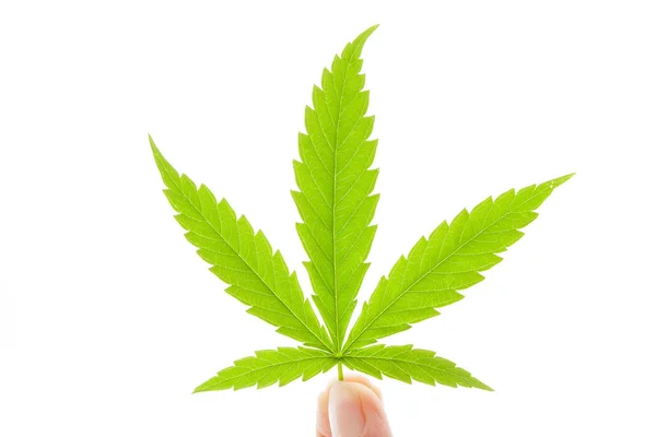 Cannabis leaf isolated. — Stock Photo, Image