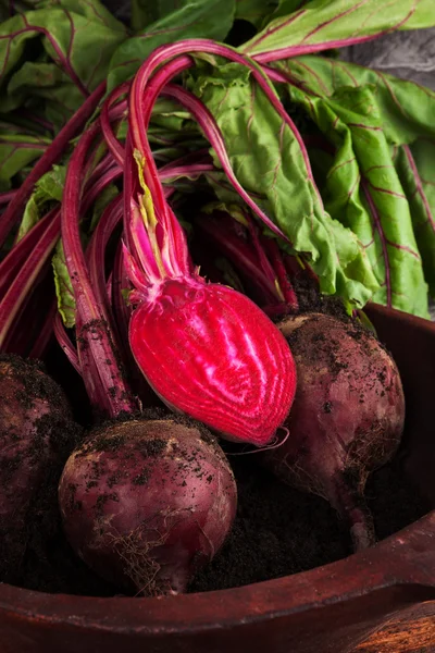 Panen Beetroot . — Stok Foto