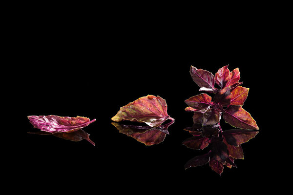 Purple basil isolated on black background.
