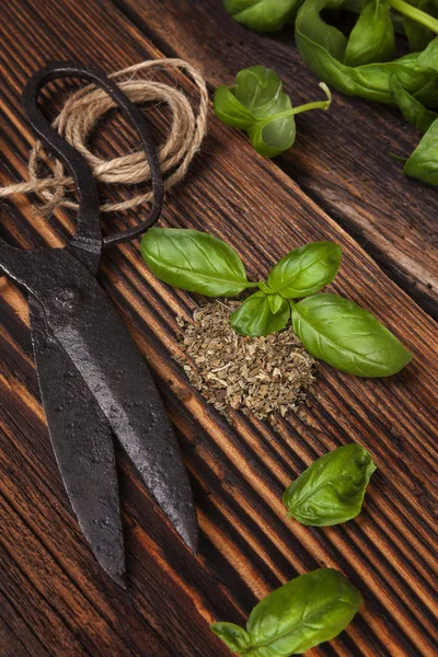 Aromatic culinary herbs, basil. — Stock Photo, Image