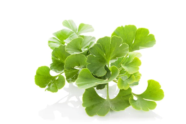 Ginkgo-Biloba. — Stockfoto