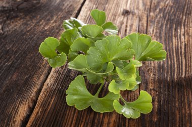 Ginkgo biloba ahşap arka plan üzerinde.
