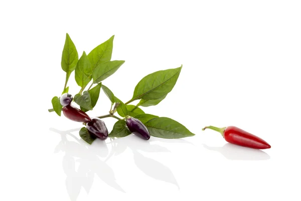 Chili pepper. — Stock fotografie