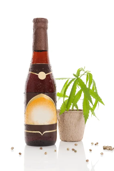 Hemp beer. — Stock Photo, Image