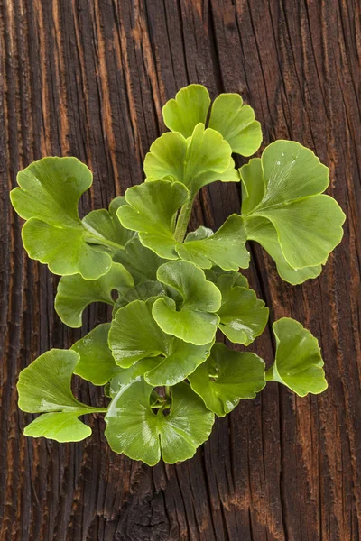 Ginkgo biloba op houten achtergrond. — Stockfoto