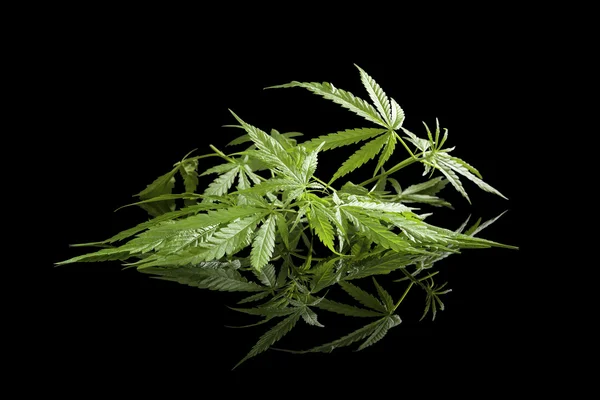 Kannabisz elszigetelt fekete. — Stock Fotó