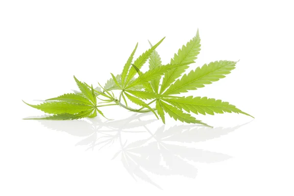 Cannabis. — Stock Photo, Image