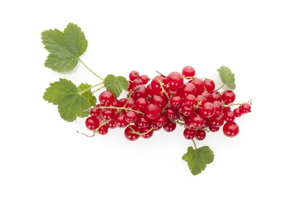 Delicious red currant. — Stock Photo, Image