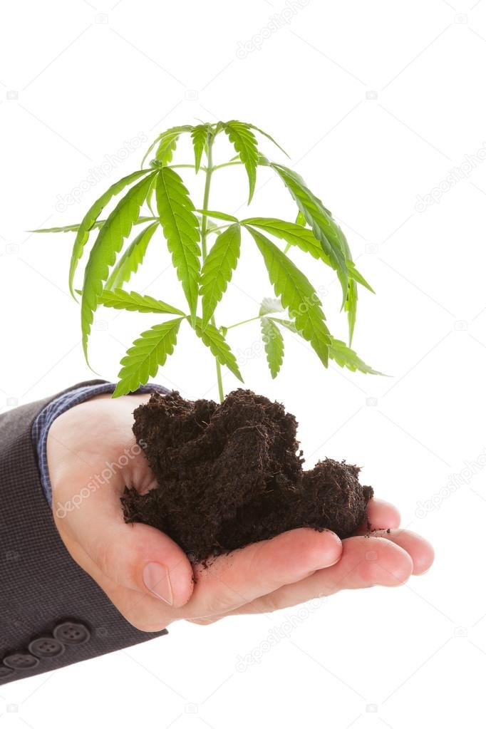 Cannabis business. Man in suit with cannabis plant