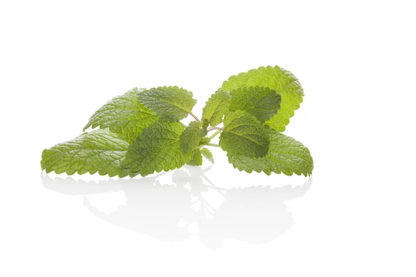 Melissa, läppbalsam mint. — Stockfoto