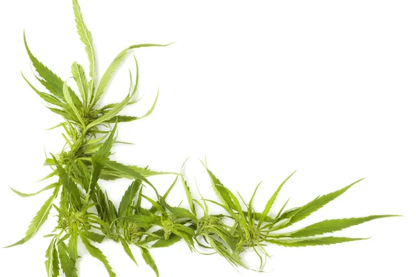 Sfondo di cannabis con spazio di copia . — Foto Stock