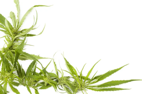 Cannabis achtergrond met kopie ruimte. — Stockfoto
