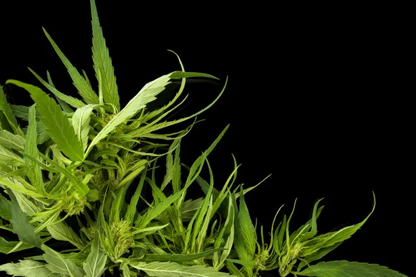 Cannabis fundo com espaço de cópia . — Fotografia de Stock