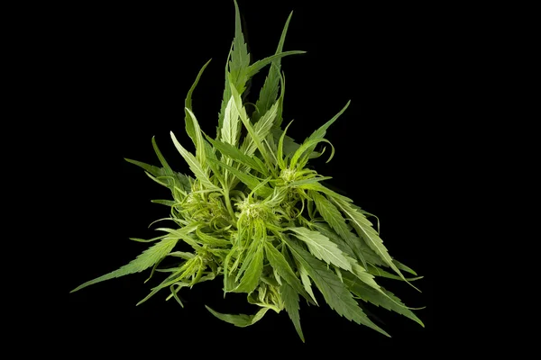 Cannabis achtergrond met kopie ruimte. — Stockfoto