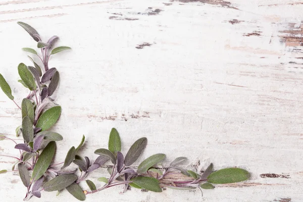 Sage herb background. — Stock Photo, Image