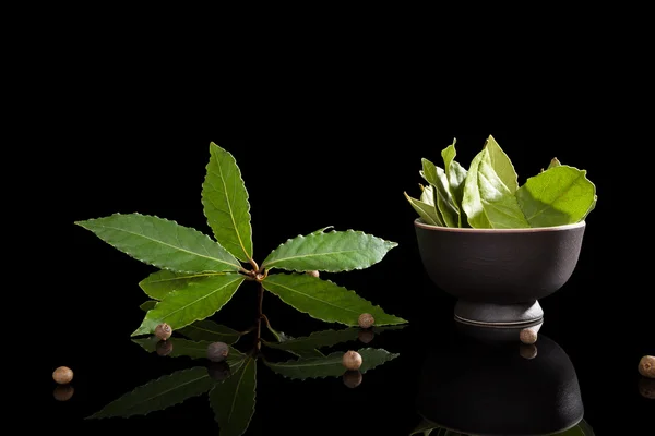 Feuilles de laurier isolées sur noir . — Photo