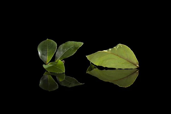 Folhas da baía isoladas em fundo preto . — Fotografia de Stock