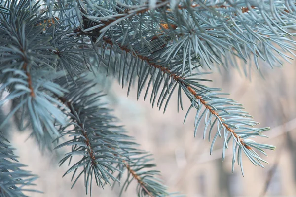 Blue spruce närbild. Makro — Stockfoto