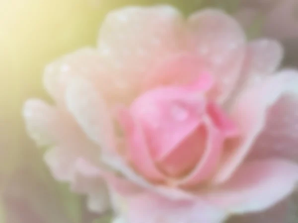 Fioritura di rosa rosa — Foto Stock