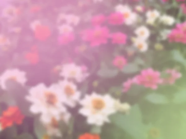 Colorato di fiori in giardino — Foto Stock
