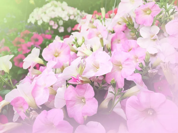 Ροζ λουλούδια στον κήπο — Φωτογραφία Αρχείου