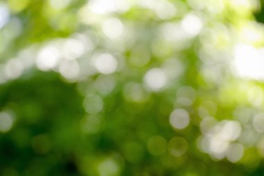 Yeşil bokeh arka plan