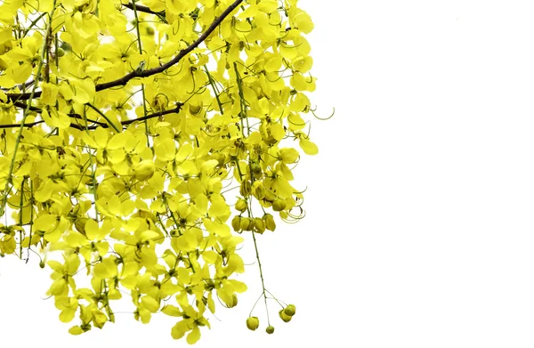 Fiori gialli, Cassia javanica — Foto Stock