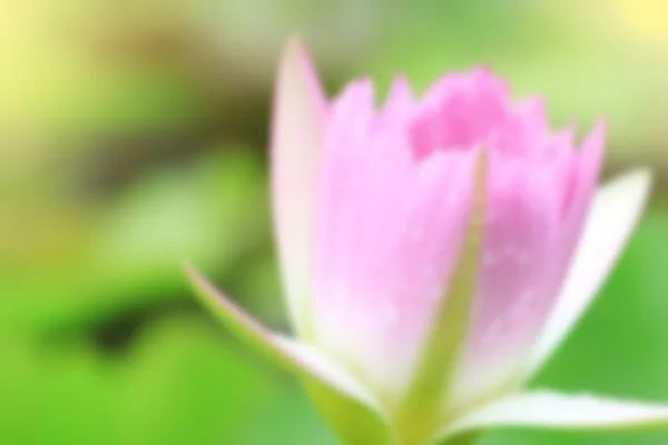 Růžový leknín v přírodě rybník — Stock fotografie