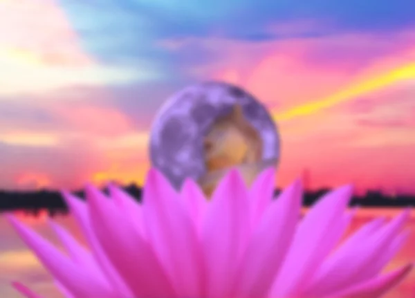 petal of pink water-lily and Buddha image in globe