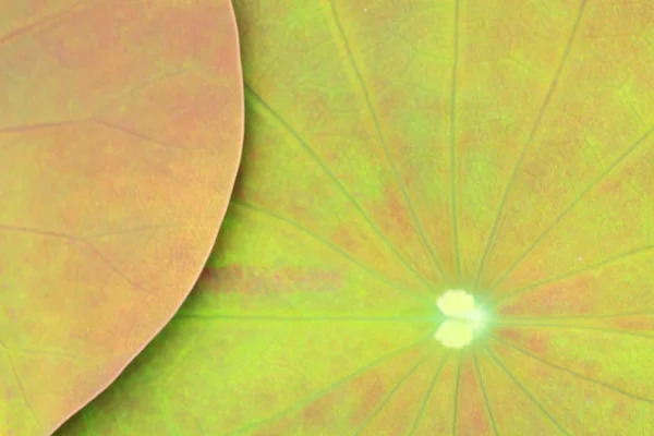 Beyaz kalp şekli lotus yaprağı üzerinde — Stok fotoğraf
