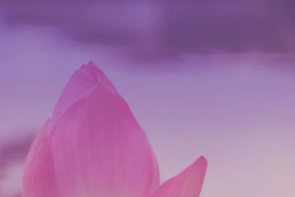 Primo piano di acqua rosa lilly — Foto Stock
