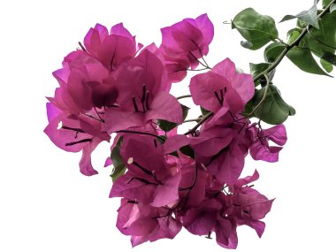 pembe begonvillerle kadar kapatın