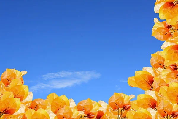 Bougainvilleas laranja no fundo do céu azul — Fotografia de Stock