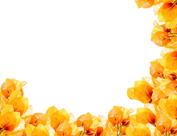 Bouganvillea arancione su sfondo bianco — Foto Stock