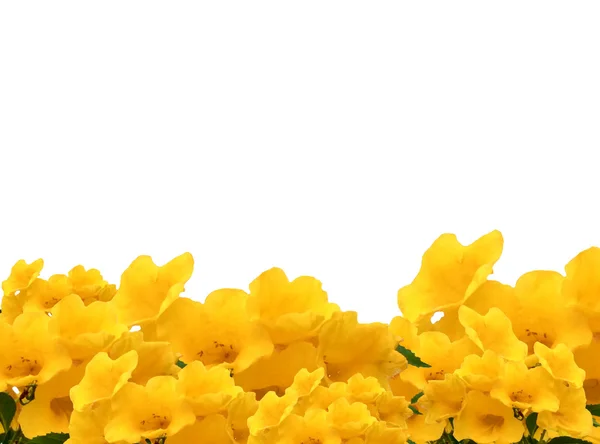 Moldura fotos de flores amarelas de ancião — Fotografia de Stock