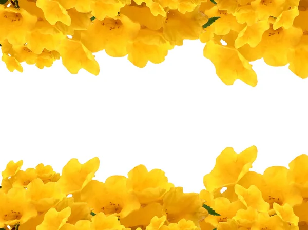 Moldura fotos de flores amarelas de ancião — Fotografia de Stock