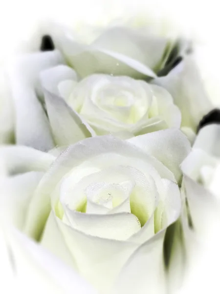 Bílá růže na pozadí rozmazané bílé růže — Stock fotografie