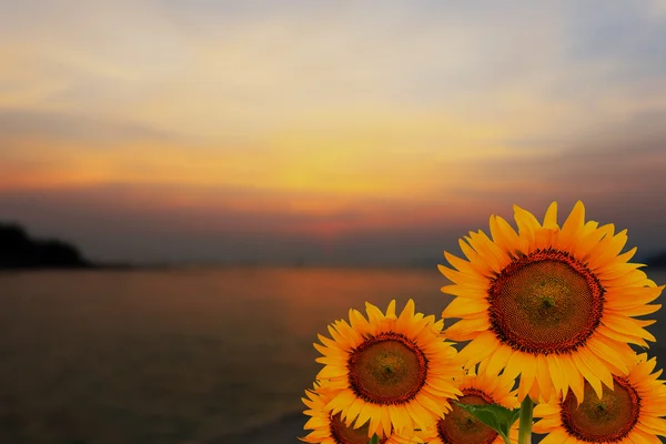 Girassóis e cena do pôr do sol dourado — Fotografia de Stock