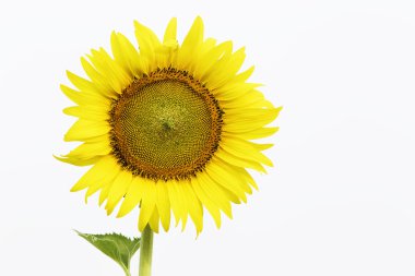 Ayçiçeği ağaçları güzel bir