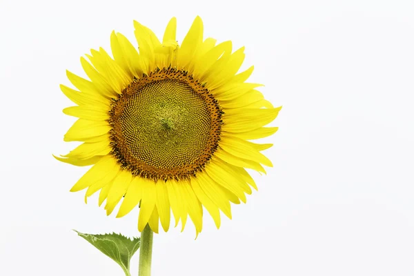 One beautiful of sunflower blossom — Stock Photo, Image