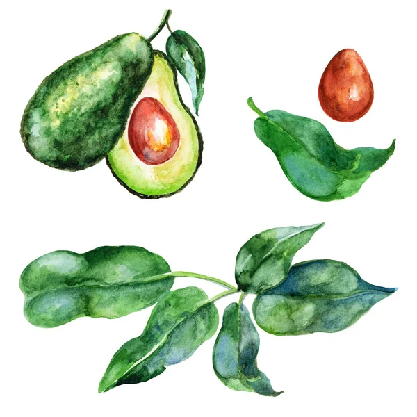 Color Vegetables Pattern Watercolor Illustration Avocado — Fotografia de Stock